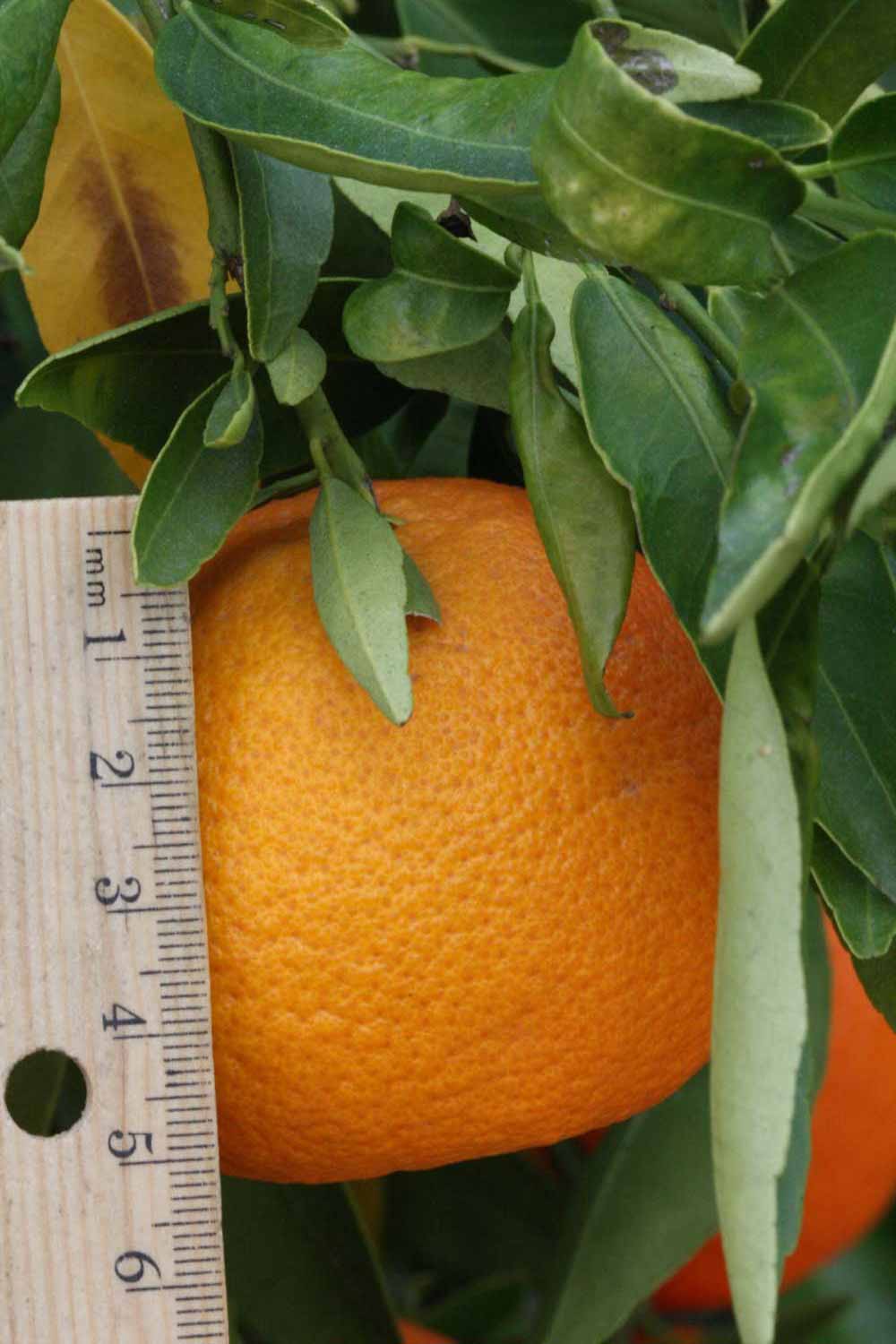              Fruit (SRA 92, Riverside, CA)       